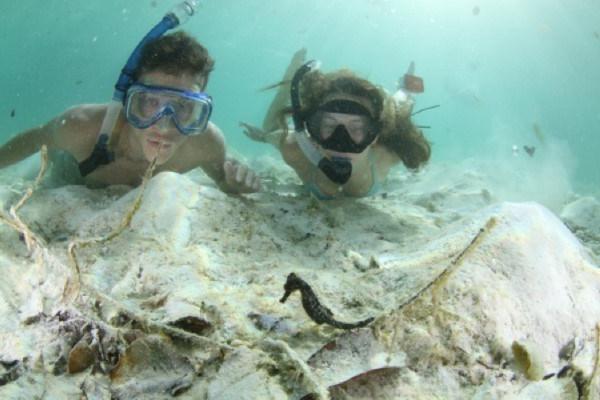 Students looking at seahorses in Palau